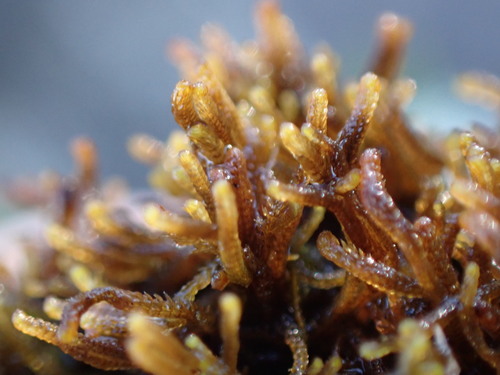 Image of Tetralophozia setiformis by no rights reserved
