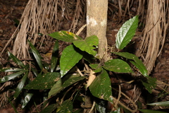 Aristolochia praevenosa