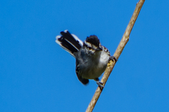 Herpsilochmus atricapillus