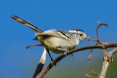 Herpsilochmus longirostris