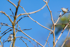 Herpsilochmus atricapillus