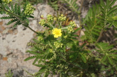 Potentilla conferta