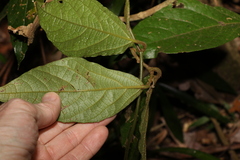 Aristolochia praevenosa