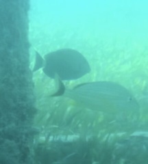 Acanthurus coeruleus