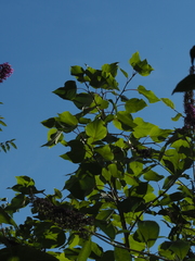 Populus × canadensis