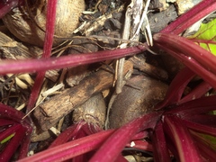 Beta vulgaris vulgaris