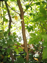 Populus × canadensis