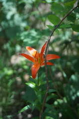 Lilium concolor