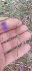 Polygala tenuifolia