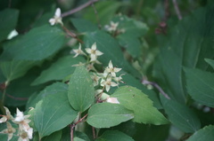 Philadelphus pekinensis