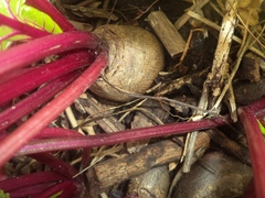 Beta vulgaris vulgaris