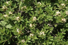 Rhododendron micranthum