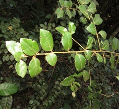 Cryptocarya wyliei