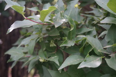Zabelia biflora