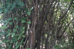 Zabelia biflora