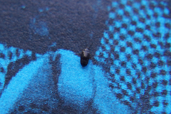 Proteininae