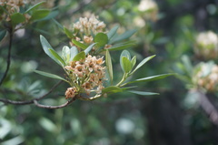 Rhododendron micranthum