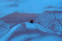 Proteininae
