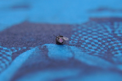 Proteininae