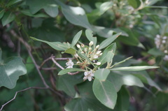 Rhododendron micranthum