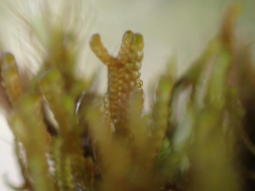 Image of Tetralophozia setiformis by no rights reserved