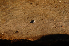 Lissoteles