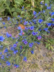 Echium vulgare