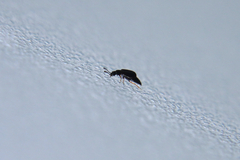 Proteininae