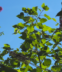 Populus × canadensis