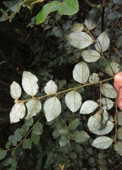 Cryptocarya wyliei