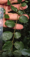 Cryptocarya wyliei