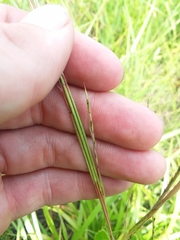 Schizachyrium stoloniferum