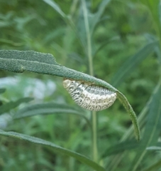 Zygogramma bicolorata