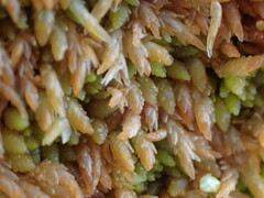 Sphagnum austinii