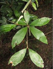 Englerophytum natalense