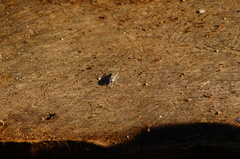 Lissoteles
