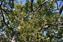 Viscum combreticola