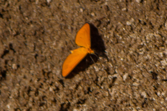 Eudulophasia