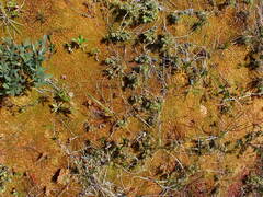 Sphagnum austinii