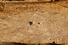 Lissoteles