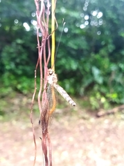 Ululodes macleayanus