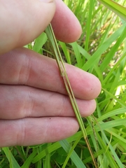 Schizachyrium stoloniferum