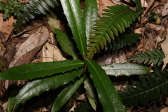 Wilkiea macrophylla