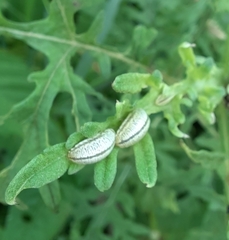 Zygogramma bicolorata