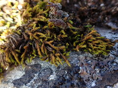 Grimmia ramondii