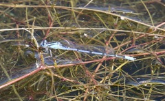 Enallagma semicirculare