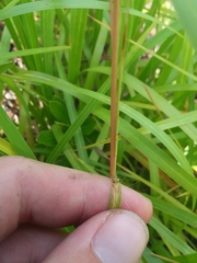 Schizachyrium stoloniferum