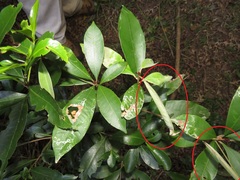 Englerophytum natalense