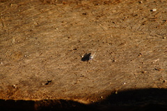 Lissoteles