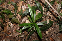 Wilkiea macrophylla